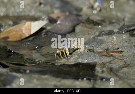 Soldat CRAB (MICTYRIS SP.) Australien Stockfoto