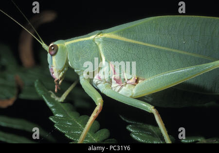 In der Nähe von Gummi BLATT KATYDID (auch bekannt als LANGHÖRNIGEN HEUSCHRECKE) TETTIGONIIDAE Stockfoto