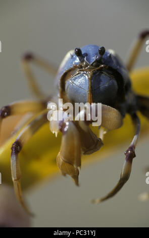 Soldat CRAB (MICTYRIS SP.) Australien Stockfoto