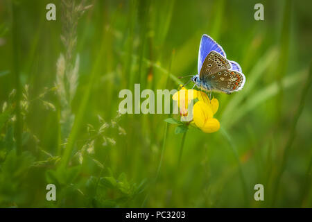 Gemeinsame blauer Schmetterling (Polyommatus icarus) auf eine gelbe Blume Stockfoto
