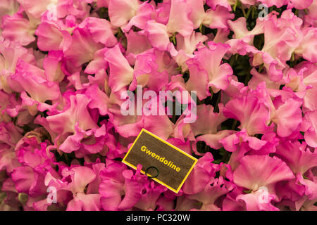 Einen schönen Hintergrund von Sweet pea in voller Blüte. Stockfoto