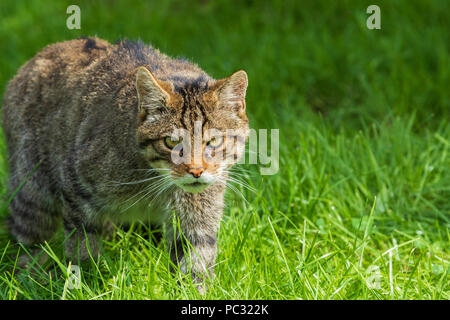 Schottische Wildkatze (Felis Silvestris) schlich in freier Wildbahn Stockfoto