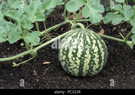 Stau Melone, rote GESÄTE CITRON (RELATIVE DER WASSERMELONE) Stockfoto