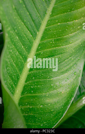 Regentropfen auf der grünen tropischen Pflanze Textur Hintergrund verlassen Stockfoto