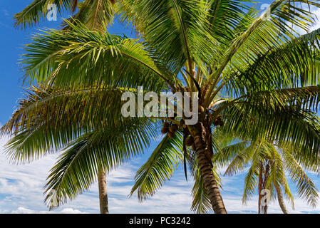 Hängematte, die Zeit unter den Kokospalmen, um sich zu entspannen Stockfoto