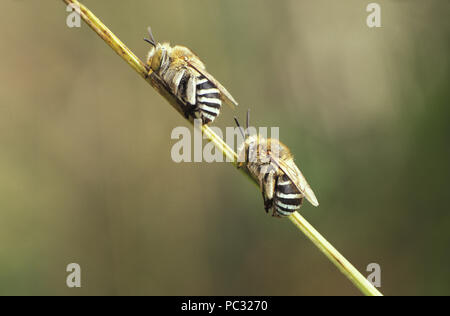 ZWEI AUSGEWACHSENE BLAUBIENEN (AMEGILLA CINGULATA) AUF PFLANZENSTIEL. SIE HALTEN SICH AM STIEL, INDEM SIE IHREN KIEFER BENUTZEN. SIE SIND IN AUSTRALIEN BEHEIMATET. Stockfoto