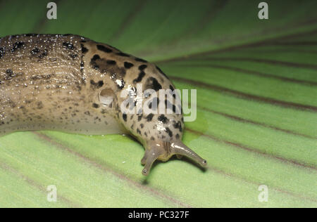 LEOPARD SLUG (LIMAX MAXIMUS) auf CANNA BLATT. Stockfoto