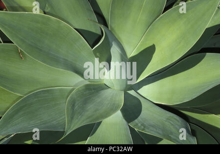 NAHAUFNAHME DER AGAVE ATTENUATA, die allgemein als Fuchsenschwanz, Löwenschwanz oder Schwanenhals-Agave bekannt ist Stockfoto