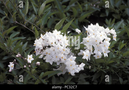 SOLANUM JASMINOIDES (NACHTSCHATTEN oder Kartoffel KLETTERER REBEN) Stockfoto