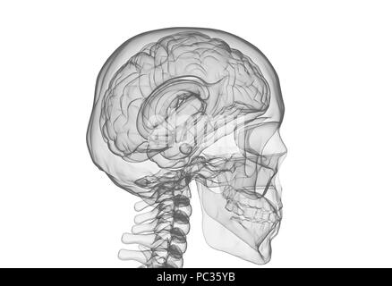 Gehirn und Schädel x-ray Image isoliert auf weißem Stockfoto