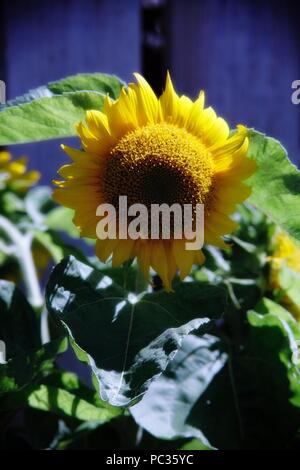 Sonnenblumen Köpfen Gelb Stockfoto