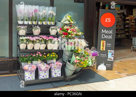 Schnittblumen und Zimmerpflanzen auf den Verkauf außerhalb der Marks & Spencer (M&) Einfach Essen Shop in Glasgow Central Station. Shop Eingang. Meal Deal unterzeichnen. Stockfoto