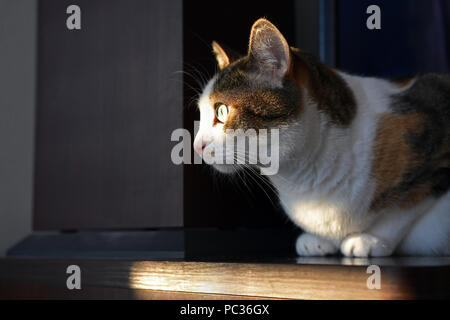 Katze mit Blick in die untergehende Sonne Stockfoto