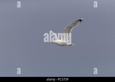 Caspian Gull (Larus cachinnans) Erwachsenen, Sommer Federkleid, Fliegen, Donaudelta, Rumänien, Juni Stockfoto