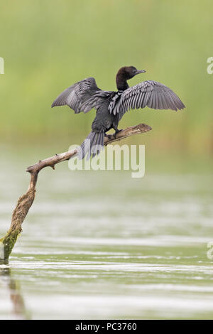 Pygmy Cormorant (Phalacrocorax pygmus) Erwachsenen, auf Zweig gehockt, trocknen Flügel, Donaudelta, Rumänien, Juni Stockfoto