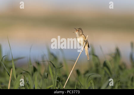 Große Teichrohrsänger (Acrocephalus arundinaceus) männlichen Erwachsenen, Singen, auf Reed, Constanta, Rumänien gehockt, Juni Stockfoto