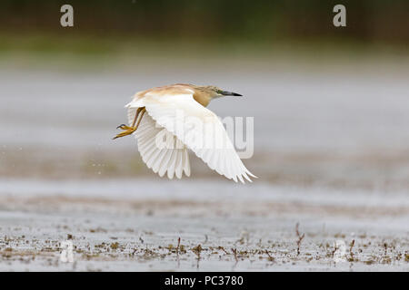 Squacco Heron (Ardeola ralloides) Erwachsenen, Zucht Federkleid, Fliegen, Donaudelta, Rumänien, Juni Stockfoto