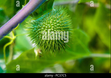 Devil's Trompete, Stechapfel Blüte, Moonflower, Datura metel, Engel Trompete, Thorn - Apple im Garten, in der Nähe. Stockfoto