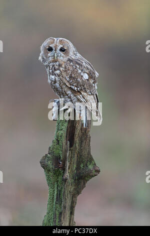 Waldkauz (Strix aluco) Erwachsenen, auf baumstumpf sitzend, mit Vole (Microtus agrestis) Erwachsenen, Beute, Suffolk, England, Oktober, kontrollierte Thema Stockfoto