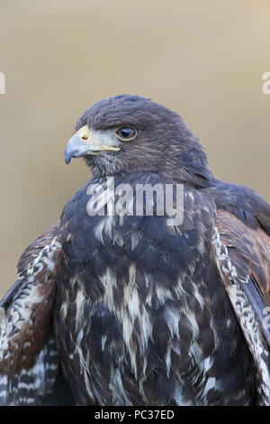 Harris Hawk (Parabuteo unicinctus) Jugendlichen, in der Nähe von Kopf und Brust, kontrollierte Thema Stockfoto