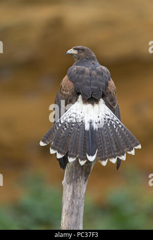 Harris Hawk (Parabuteo unicinctus) Jugendkriminalität, auf Zweig im Canyon thront, mit Schwanz ausbreiten, kontrollierte Thema Stockfoto