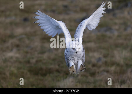 Schnee-eule (Nyctea scandiaca) Unreife männliche, Fliegen, über das Moor zu landen, Peak District, Cumbria, England, November, kontrollierte Thema Stockfoto