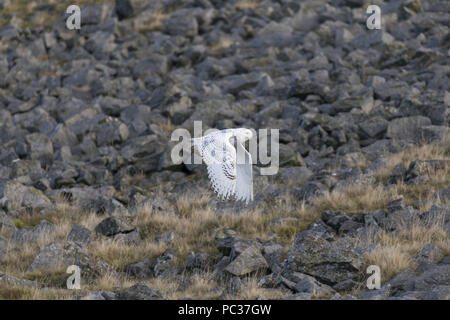 Schnee-eule (Nyctea scandiaca) Unreife männliche, fliegt über die Felsen in Heideland, Peak District, Cumbria, England, November, kontrollierte Thema Stockfoto