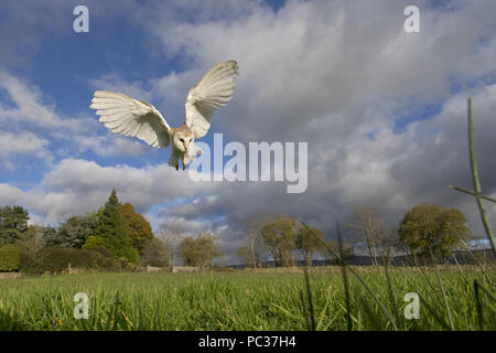Schleiereule (Tyto alba) Erwachsenen, Fliegen, Schweben über Grasland, Cumbria, November, Gegenstand gesteuert Stockfoto