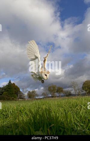 Schleiereule (Tyto alba) Erwachsenen, Fliegen, Tauchen auf Beute im Grünland, Cumbria, November, kontrollierte Thema Stockfoto