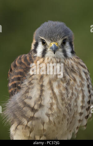 Amerikanische Turmfalke (Falco sparverius) erwachsene Frau, Porträt, kontrollierte Thema Stockfoto