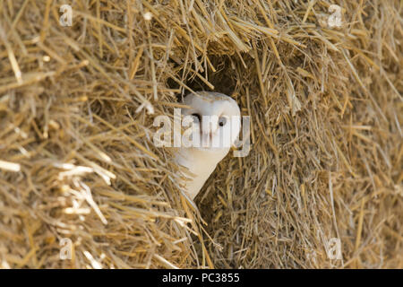 Schleiereule (Tyto alba) Erwachsenen, unter Stroh thront Stack, Suffolk, England, Mai (gesteuert) Stockfoto