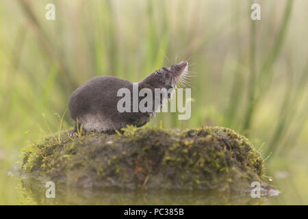 Eurasischen Wasserspitzmaus (Neomys fodiens) Erwachsenen, stehend auf der Insel, Sniffing, England, UK, April, kontrollierte Thema Stockfoto