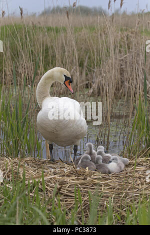 Höckerschwan (Cygnus olor) erwachsenen weiblichen und Cygnets, stehend auf Nest, Suffolk, England, UK, Mai Stockfoto