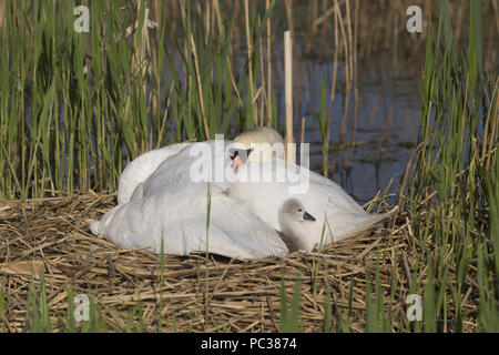 Höckerschwan (Cygnus olor) erwachsenen weiblichen, schützende alle außer 1 Cygnet unter wing auf Nest, Suffolk, England, UK, Mai Stockfoto