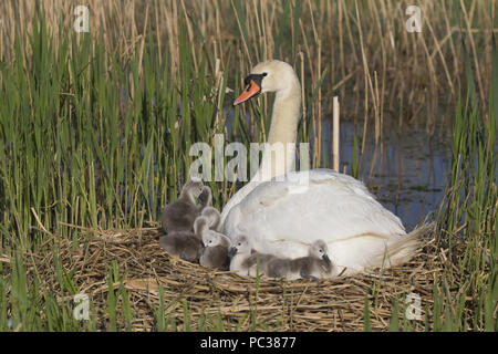 Höckerschwan (Cygnus olor) erwachsenen weiblichen und Cygnets, Nest, Suffolk, England, UK, Mai Stockfoto