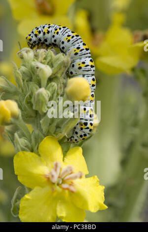 Königskerze Motte, Cucullia Verbasci, Raupe, die Fütterung auf große gelbe ornamentalen Garten Königskerze, Verbascum SP., Berkshire, Juni Stockfoto