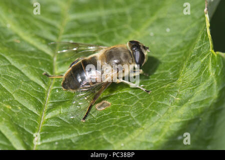 Drohne fliegen, Eristalis Tenax, ein Hoverfly ruht auf einem Blatt in der Sonne, Berkshire, Juli Stockfoto