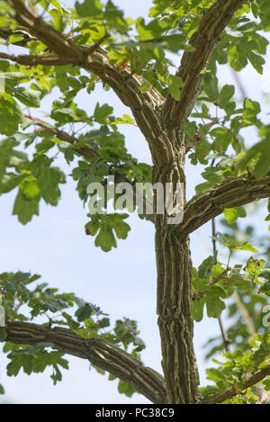 Tiefe Rinde Muster auf ein junges Feld-Ahorn, Acer Campestre. Ursache ist nicht bekannt, aber möglicherweise ein Virus ähnlich tho Wingbark in Elm, Berkshire, Juli. Stockfoto