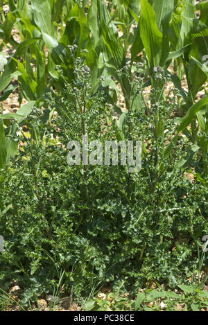 Schleichende Distel, Cirsium Arvense, in einem wachsenden Mais-Ernte, Berkshire, Juli zu blühen beginnen Stockfoto