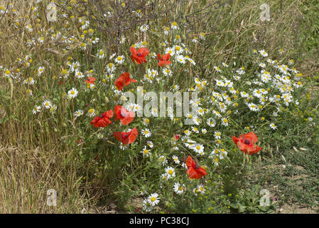 Klatschmohn, Papaver Rhoeas und geruchlos Mayweed Tripleurospermum Inodorum, Blüte rot und weiß in den Vedge ein Maisfeld, Berkshire, Juli Stockfoto