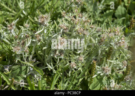 Marsh Cudweed, Gnaphalium Uliginosum, grau wolligen Pflanze Blüte auf einem trockenen Pfad auf Kreide Downland, Berkshire, Juli Stockfoto