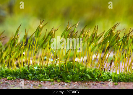 Jungen sporophyten der Wand verschrauben - Moos, Tortula muralis, wachsende Vom gametophyte Kissen auf einen Garten Wand Stockfoto