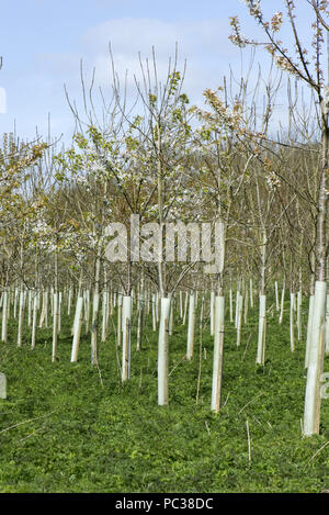 Eine Plantage von jungen Bäumen für Wälder, blühende wilde Kirschen und Andere, in Schutzhülle aus Kunststoff Rohre im Frühling, Berkshire, April Stockfoto