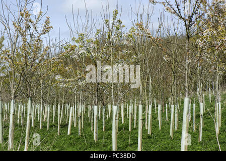 Eine Plantage von jungen Bäumen für Wälder, blühende wilde Kirschen und Andere, in Schutzhülle aus Kunststoff Rohre im Frühling, Berkshire, April Stockfoto