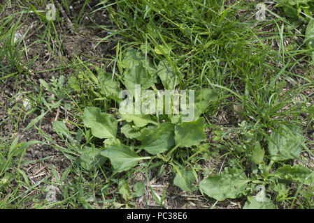 Gemischte breitblättrigen Unkräuter einschließlich Kochbananen, Keimen Storchschnabel, Kreuzkraut, Mayweed und anderen in einen neuen Rasen Ley. Stockfoto