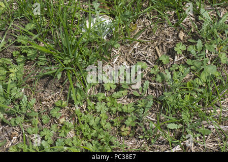 Gemischte breitblättrigen Unkräuter einschließlich Kochbananen, Keimen Storchschnabel, Kreuzkraut, Mayweed und anderen in einen neuen Rasen Ley. Stockfoto