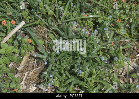 Bereich Foirget-me-Not, Myosotis Arvensis, jährliche Acker-Unkraut wächst in Brachland mit Scarlet Pimpernel, Berkshire, Juli Stockfoto