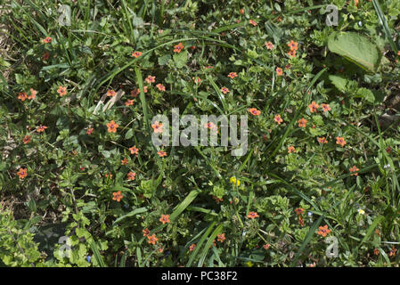 Scarlet pimpernel, Anagallis arvensis, rot blühende ausdauernden Unkraut in Abfall Boden, Berkshire, Juli Stockfoto