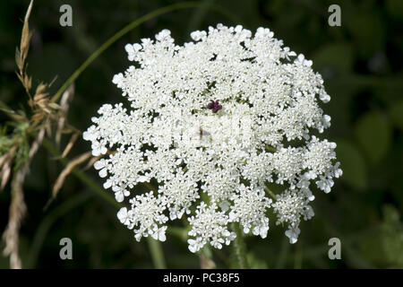 Wilde Möhre oder Queen Anne es Lace, Daucus Carota, Dichte weiße Dolde mit Insekten und einer einzigen dunklen roten maroon Blümchen im Zentrum. Stockfoto