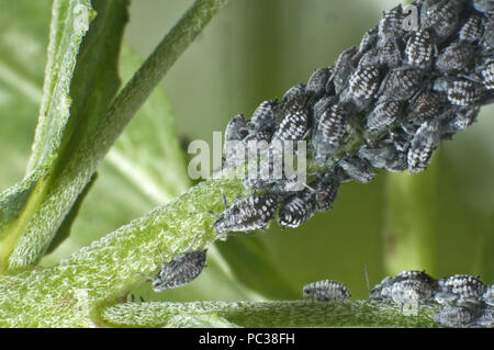 Kolonie von Wächsernen weidenröschen Blattläuse, Aphis epilobiaria, auf einem Unkrautarten, Breitblättrigen Weidenröschen, Epilobium montanum Stockfoto